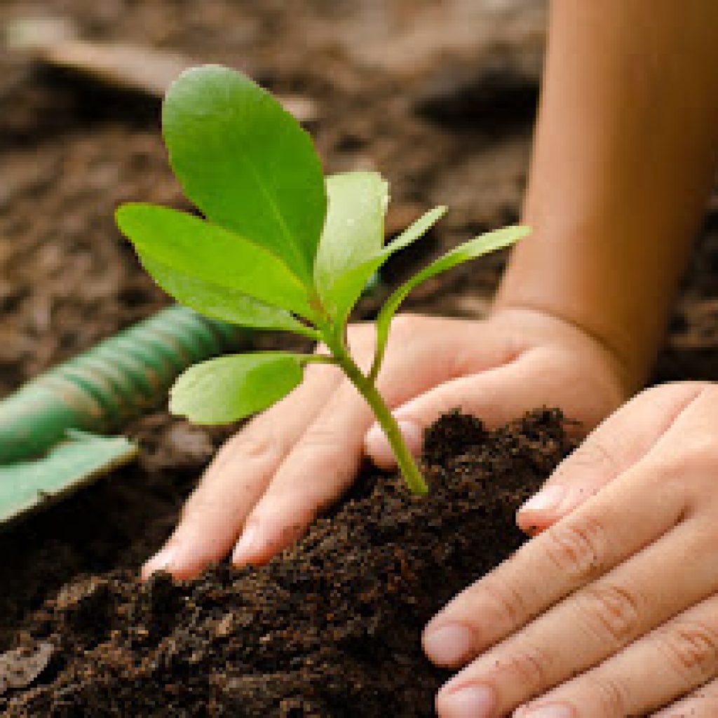 ¿Qué tipo de herramientas necesitas para el cuidado de tu jardín?