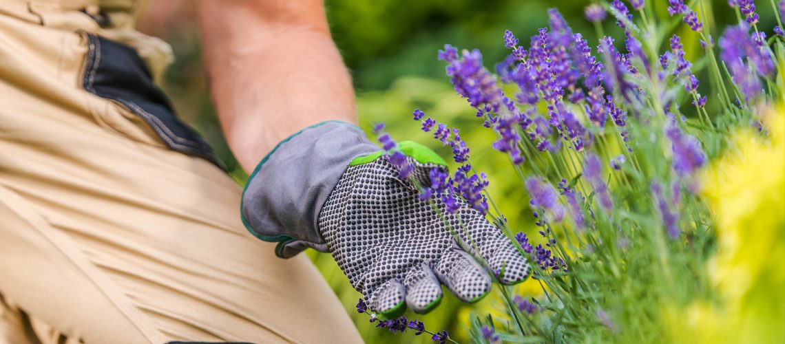 consejos-para-cuidar-tus-plantas